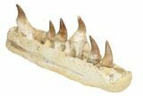 Mosasaur Jaw Section with Six Teeth - Morocco #195782-2
